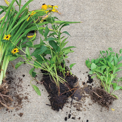  Fall gardening tips 